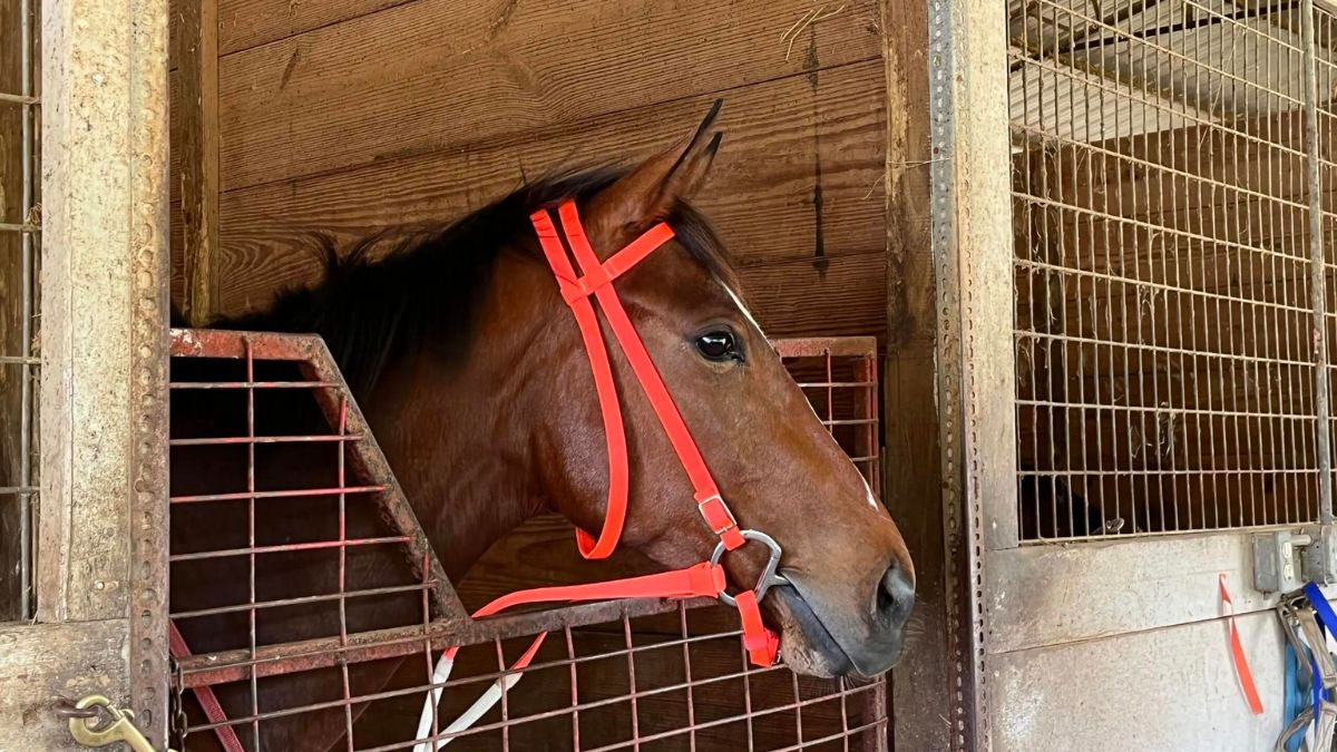 how much does it cost to fly a horse