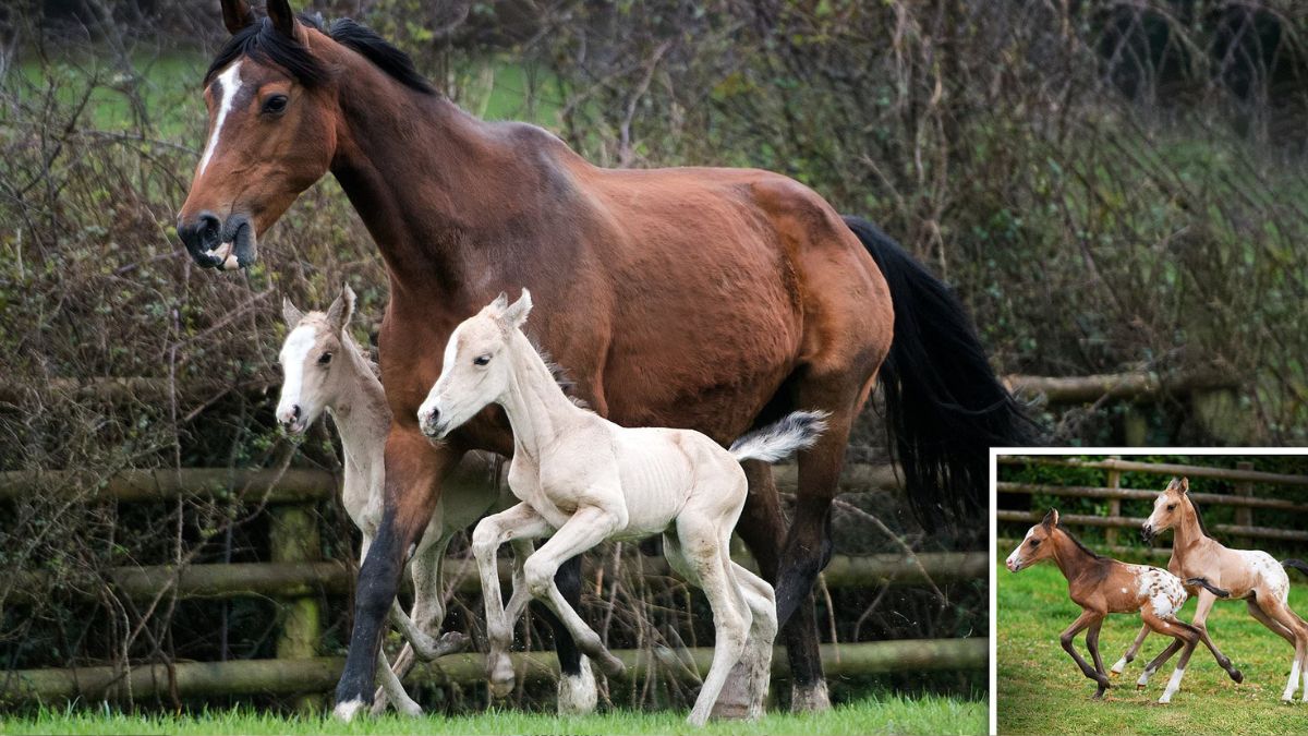odds of a horse having twins