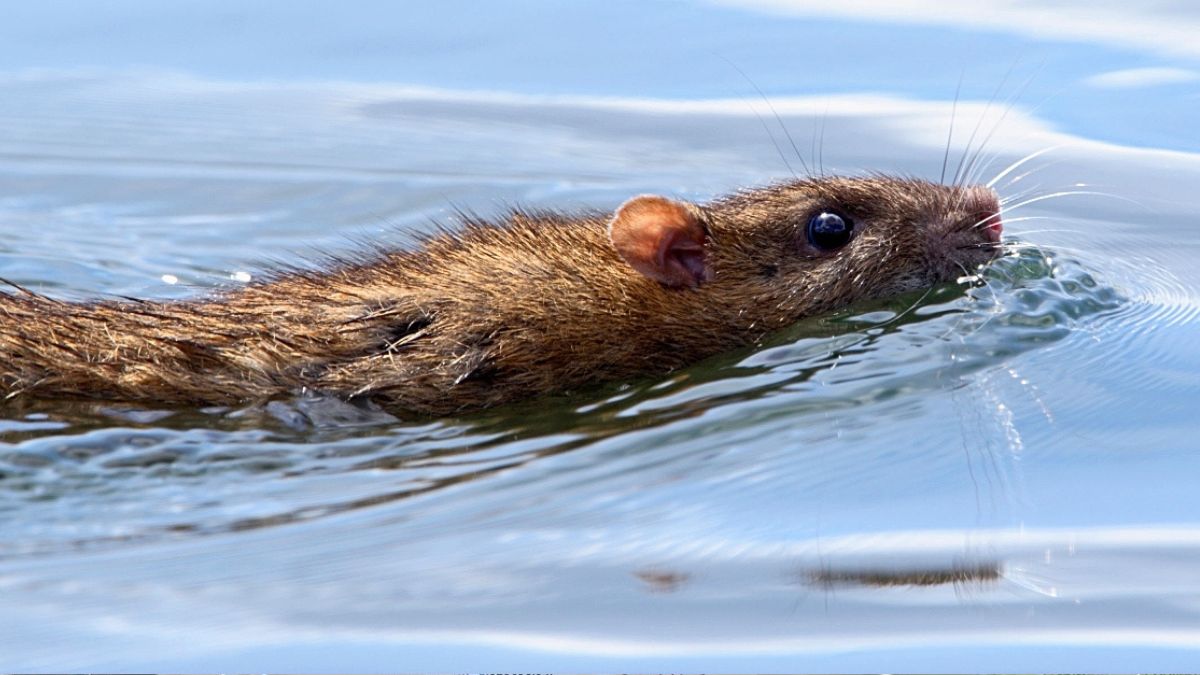 many hours can rats swim