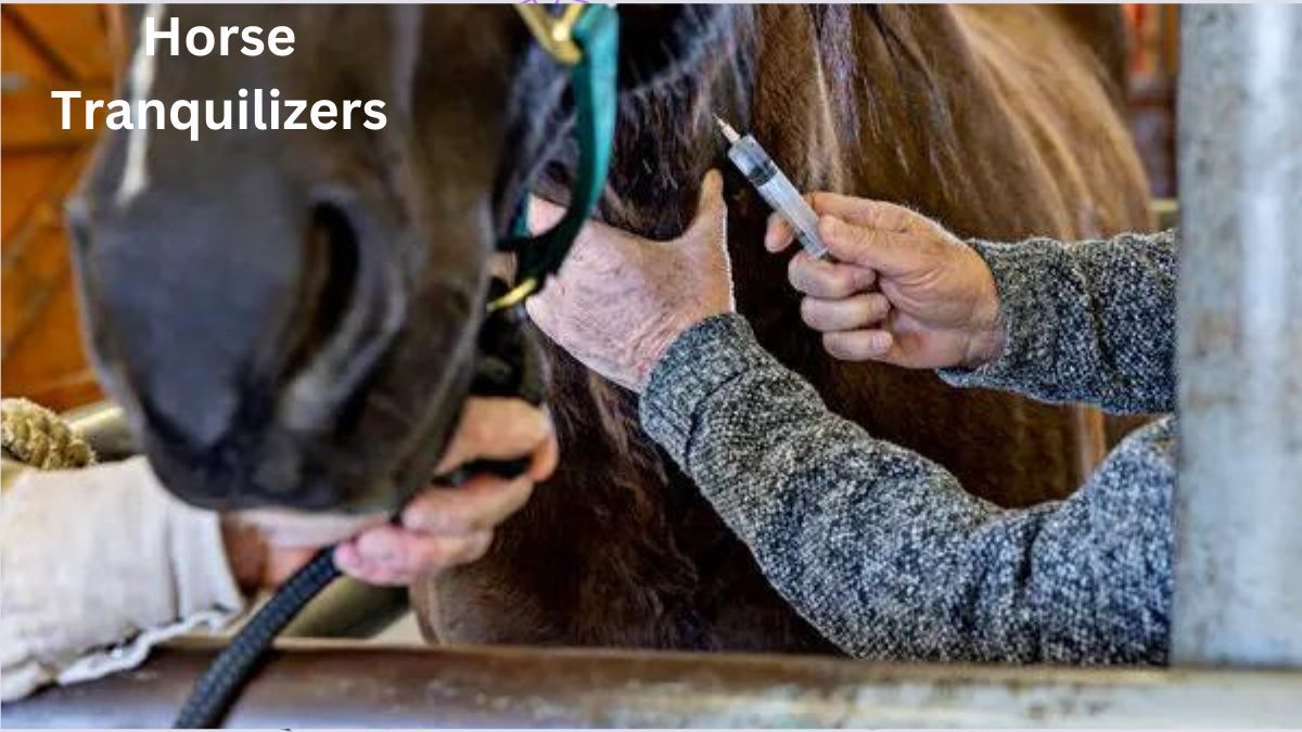 horse-tranquilizers-understanding-their-uses-safety-and-impact