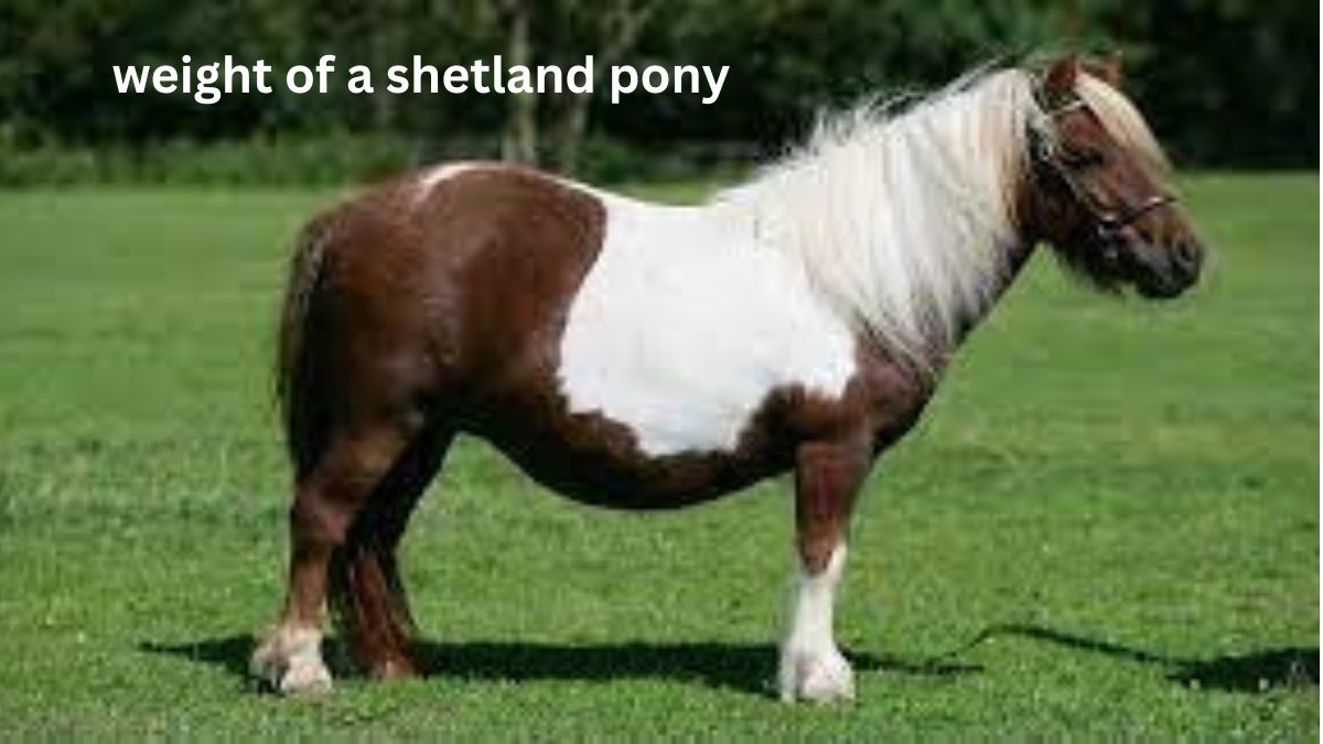 weight of a shetland pony
