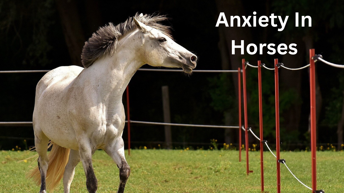 Anxiety In Horses