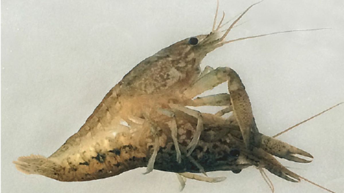 crayfish mate