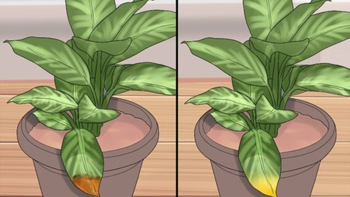 should-i-cut-the-brown-tips-off-my-plant