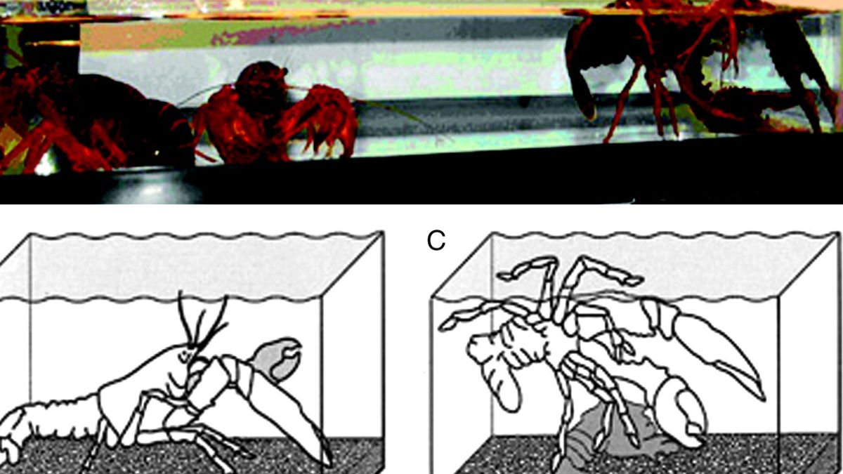 crayfish sleep on their sides