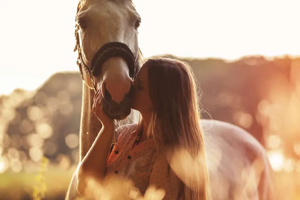 horses bump you with their head