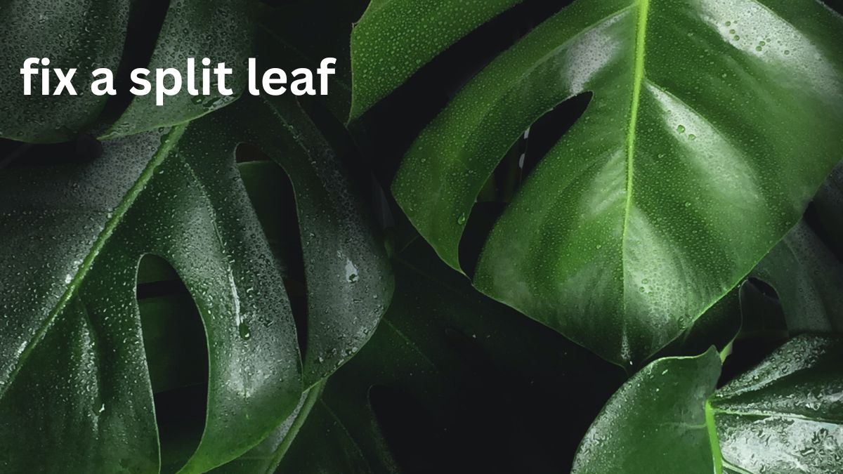 fix a split leaf