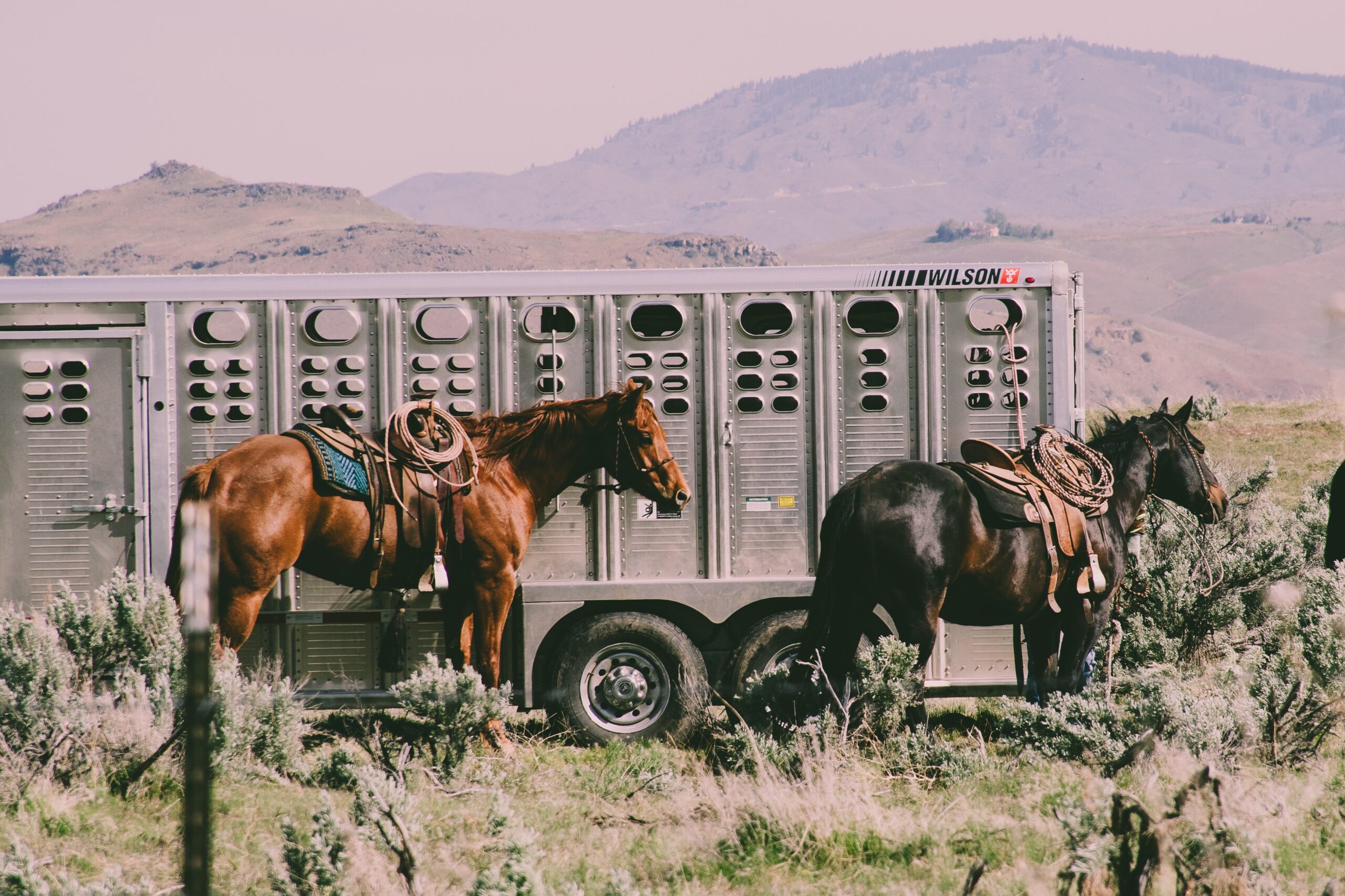 horse trucks for sale