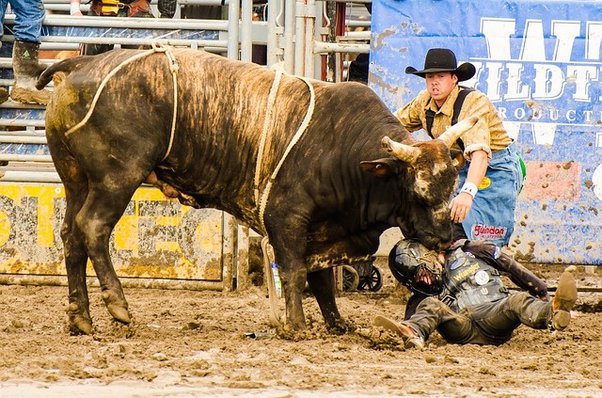Bronc Riding worse than bull riding