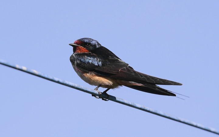 birds sit on power lines and not get electrocuted