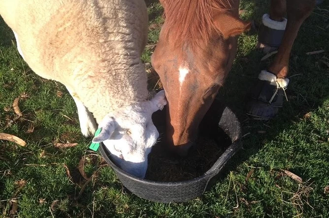 What minerals are toxic to horses?