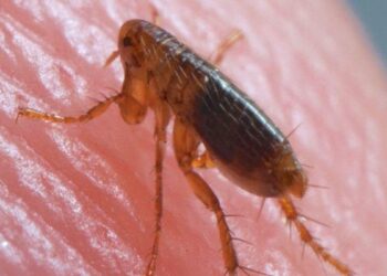 Natural Flea Remedies