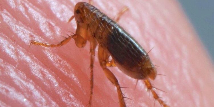 Natural Flea Remedies