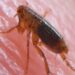 Natural Flea Remedies