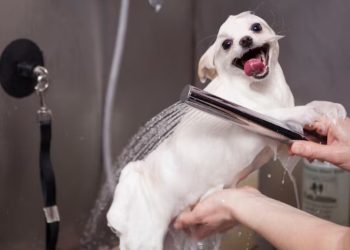 Dog Health Grooming