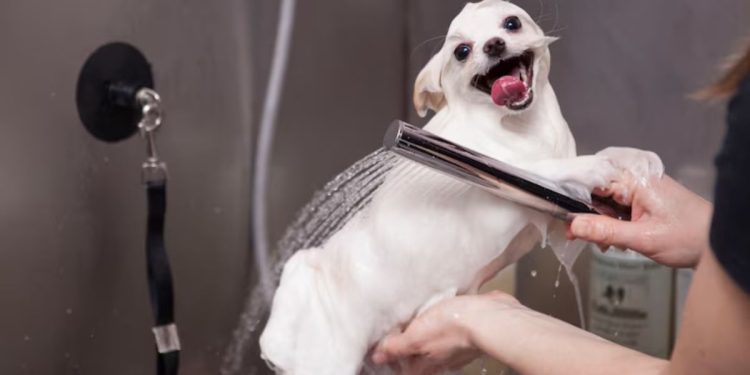 Dog Health Grooming