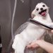 Dog Health Grooming