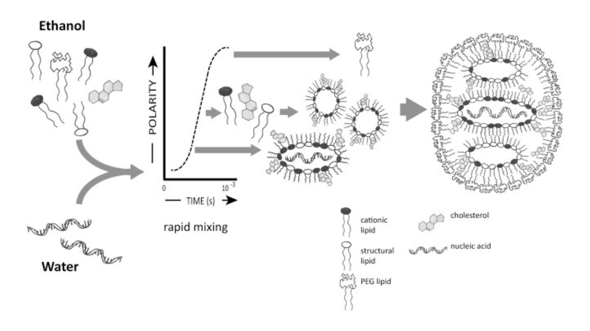 The Role Of Lipid Nanoparticles Companies In Advancing Gene Therapy