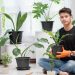 Houseplants Thrive