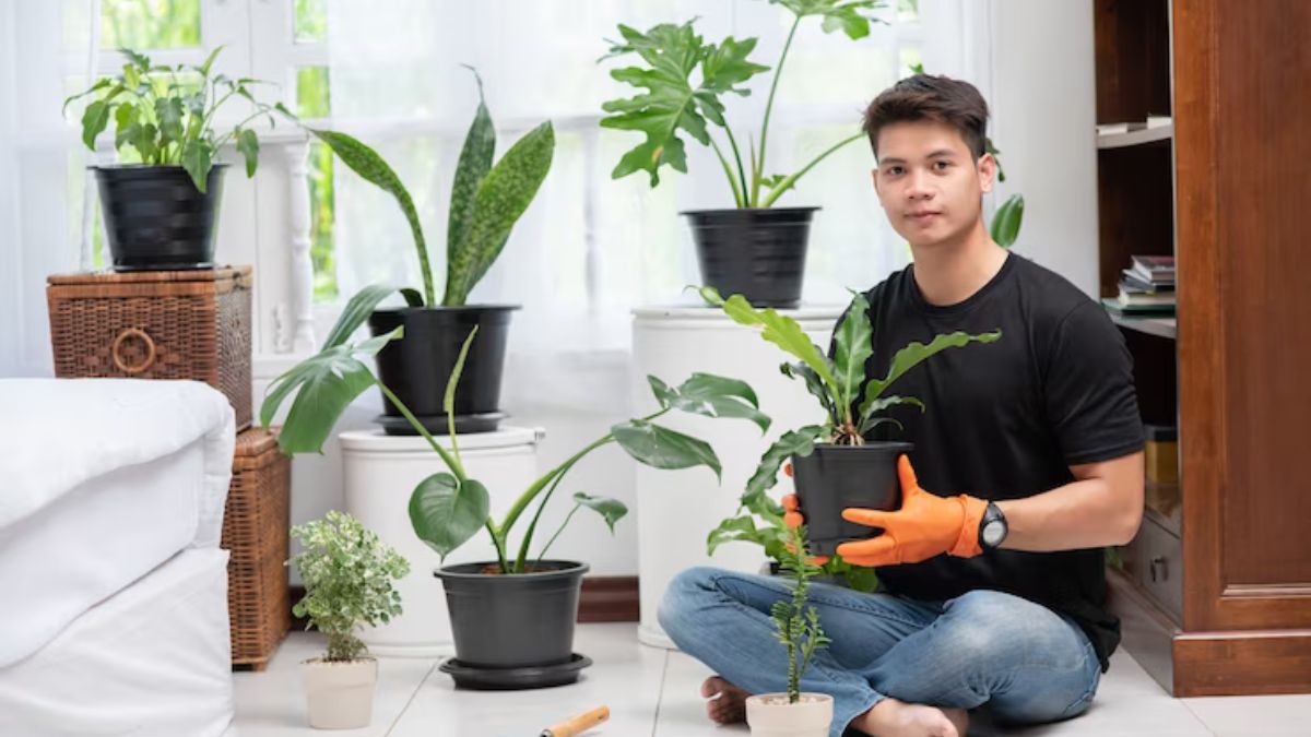 Tips to Help Your Houseplants Thrive