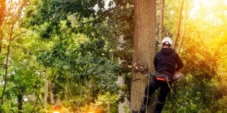 Tree Service Company