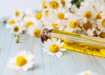 Chamomile Oil