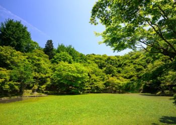 Stay Ahead in Lawn Renovations: 6 Winning Strategies for a Dreamy Front Yard