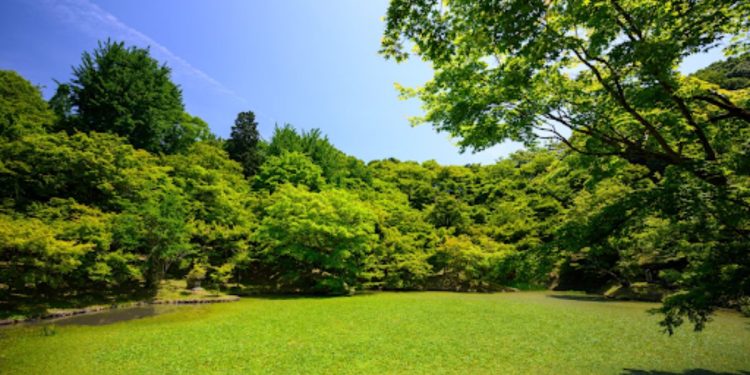 Stay Ahead in Lawn Renovations: 6 Winning Strategies for a Dreamy Front Yard