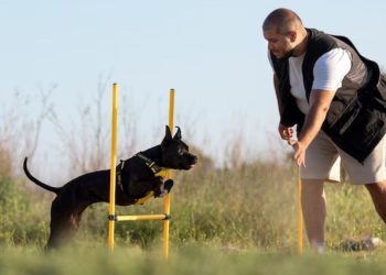 Fun and Engaging Exercises to Keep Your Dog Active