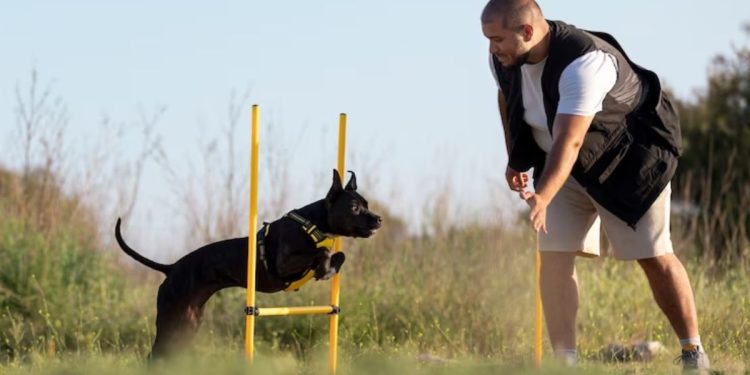 Fun and Engaging Exercises to Keep Your Dog Active