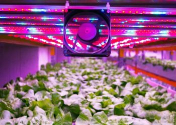 LED Grow Lights