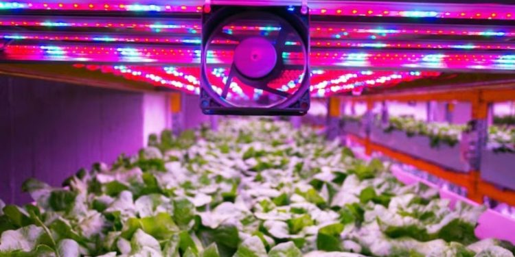 LED Grow Lights