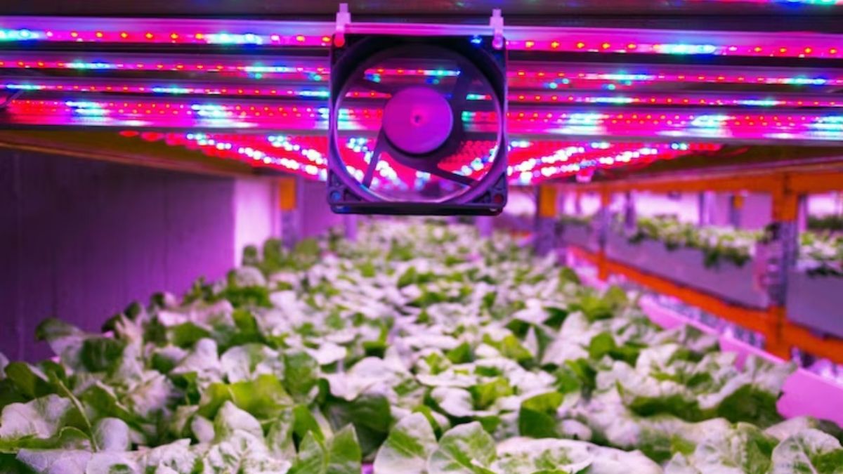 Maximizing Plant Growth with LED Grow Lights A Comprehensive Guide
