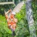 Selvatica