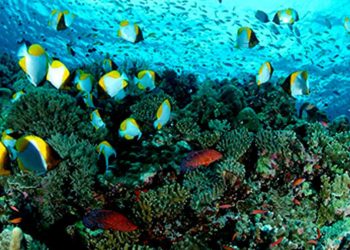 Snorkeling's Hidden Treasures