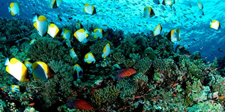Snorkeling's Hidden Treasures
