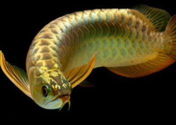 Arowanas