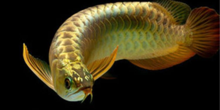 Arowanas