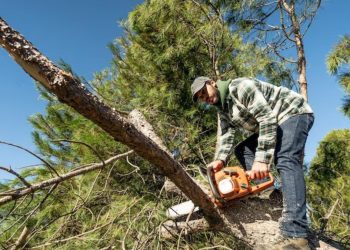 Tree Removal in San Diego
