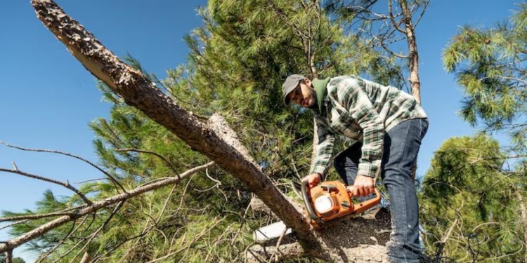 Tree Removal in San Diego