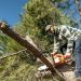 Tree Removal in San Diego