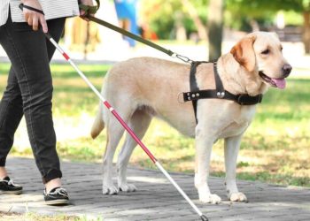 easy walk harness