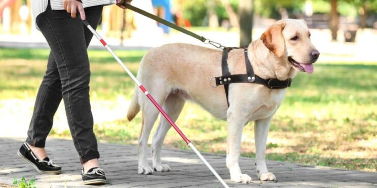 easy walk harness