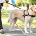 easy walk harness