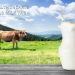 wellhealthorganic buffalo milk tag