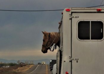 horse trailer world
