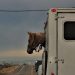 horse trailer world