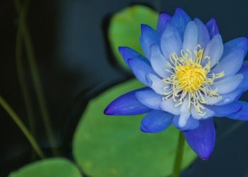 blue lotus