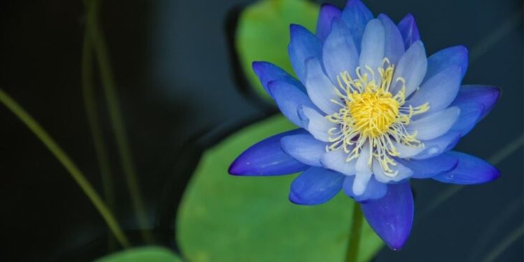 blue lotus
