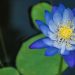 blue lotus